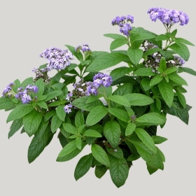 ͼʦģֲģȫ20221587