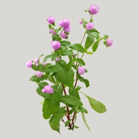 ͼʦģֲģȫ20221508