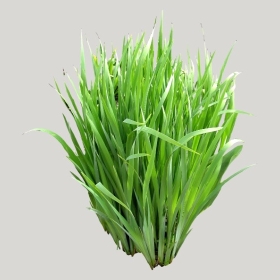 ͼʦģֲģȫ20221707