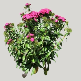 ͼʦģֲģȫ20221066