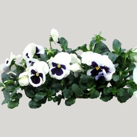 ͼʦģֲģȫ20222078