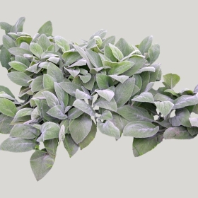 ͼʦģֲģȫ20221793