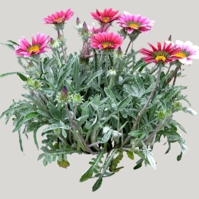 ͼʦģֲģȫ20221769