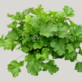 ͼʦģֲģȫ20221485