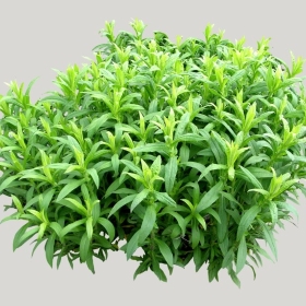 ͼʦģֲģȫ20221964