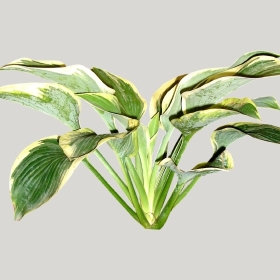 ͼʦģֲģȫ20221665