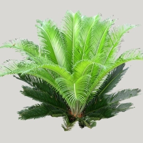 ͼʦģֲģȫ20221741