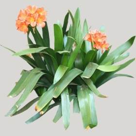 ͼʦģֲģȫ20221754