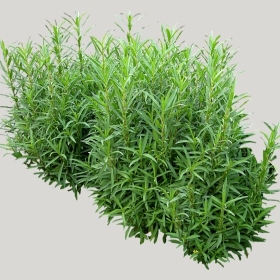 ͼʦģֲģȫ20221920