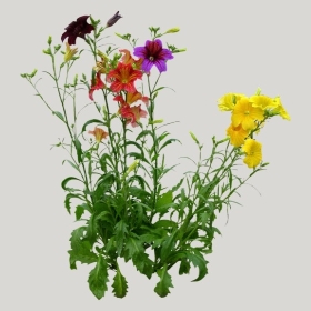 ͼʦģֲģȫ20222065