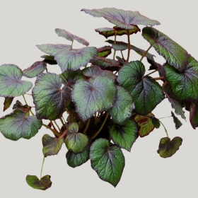 ͼʦģֲģȫ20222059