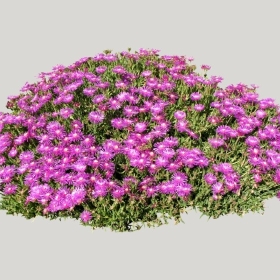 ͼʦģֲģȫ20222250