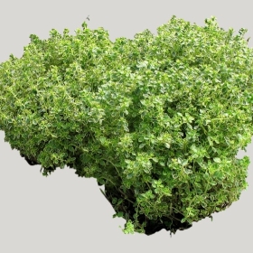 ͼʦģֲģȫ20221823