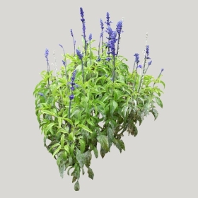 ͼʦģֲģȫ20221911