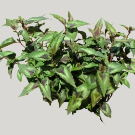 ͼʦģֲģȫ20221777