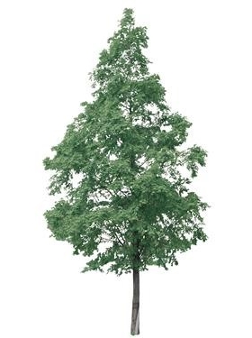 720úLtree13
