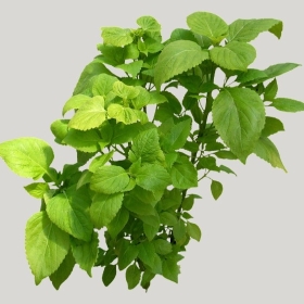 ͼʦģֲģȫ20222063