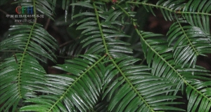 Lumion 鼣ѧCephalotaxus sinensis (Rehd. et Wils. ) Liɼ