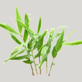 ͼʦģֲģȫ20222021