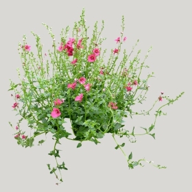 ͼʦģֲģȫ20221068