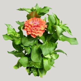 ͼʦģֲģȫ20221092