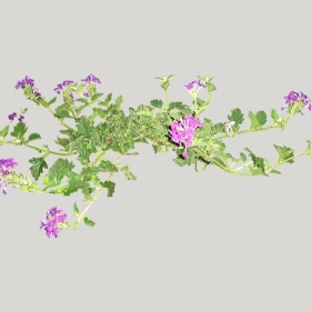 ͼʦģֲģȫ20222115