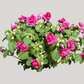 ͼʦģֲģȫ20221695