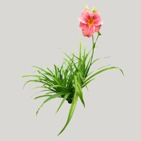 ͼʦģֲģȫ20221590