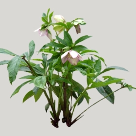 ͼʦģֲģȫ20221826