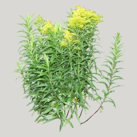 ͼʦģֲģȫ20221541