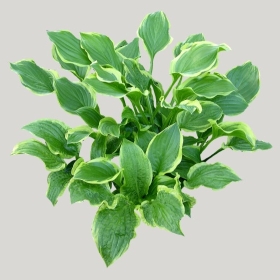 ͼʦģֲģȫ20221650