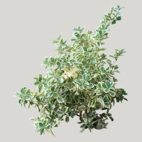 ͼʦģֲģȫ20221765