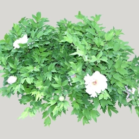 ͼʦģֲģȫ20222107