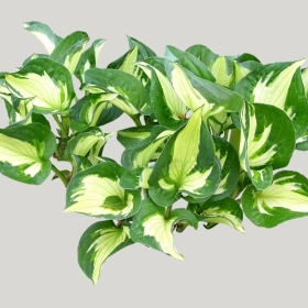 ͼʦģֲģȫ20221656