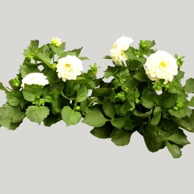 ͼʦģֲģȫ20221037