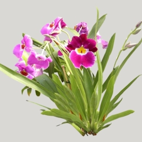 ͼʦģֲģȫ20222024