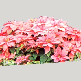 ͼʦģֲģȫ20222464