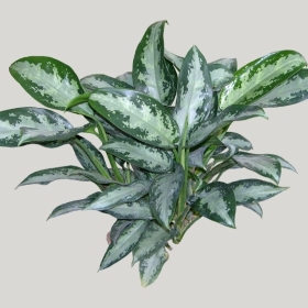 ͼʦģֲģȫ20221749