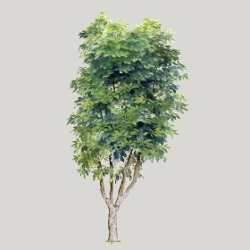 ͼʦģֲģȫ20222281