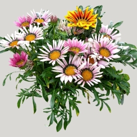 ͼʦģֲģȫ20221770