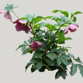 ͼʦģֲģȫ20221825